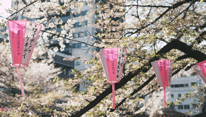 实测教程”樱花之盛确实真的有挂”开挂(透视)辅助教程